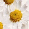 Bl&uuml;mchen
