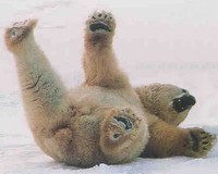 Eisb&auml;r